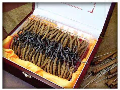 蕉城冬虫夏草回收